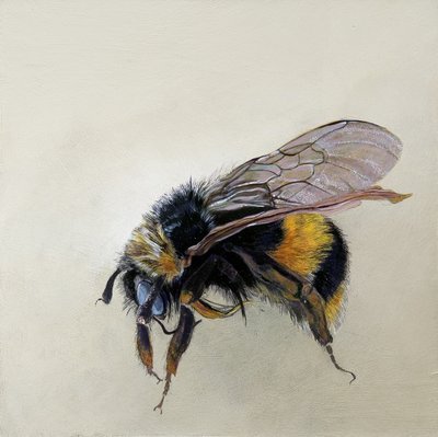 Bombus terrestris 1 (b), 2008 (akryl na drewnie) autorstwa Odile Kidd