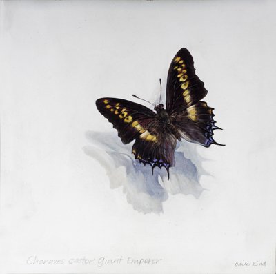 Charaxes castor, gigantyczny cesarz, 2014 (akryl na drewnie gesso) autorstwa Odile Kidd