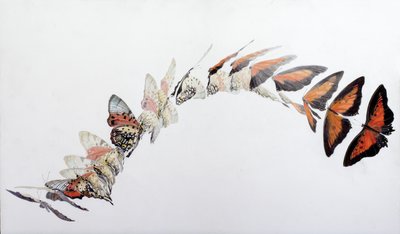 Wzór lotu Charaxes zingha, 2016 (akryl na drewnie pokrytym gesso) autorstwa Odile Kidd