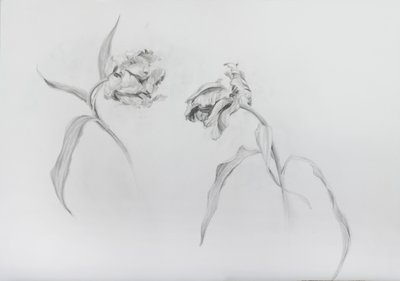 Estella rijnveld 3, 2017 (ołówek na papierze z wkładem) autorstwa Odile Kidd