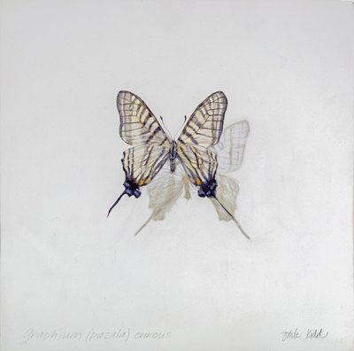 Graphium (Pazala) eurosus, 2014 (akryl na drewnie pokrytym gesso) autorstwa Odile Kidd