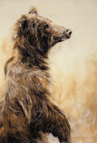 Niedźwiedź Grizzly 2, 2002 (ołówek, węgiel i kreda) autorstwa Odile Kidd