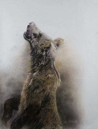 Niedźwiedź grizzly 3, 2009 (węgiel, conte i pastel kredowy na papierze Fabriano) autorstwa Odile Kidd
