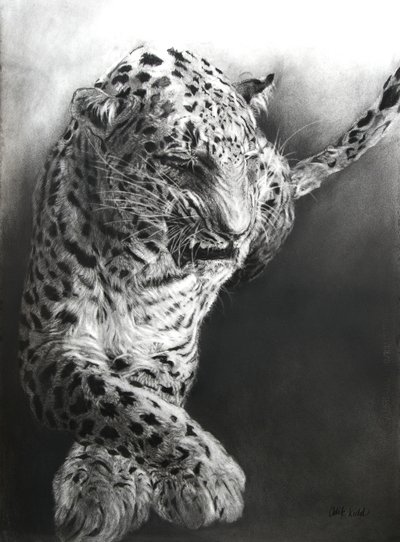 Panthera pardus 1, 2009 (węgiel i conte na papierze Fabriano) autorstwa Odile Kidd