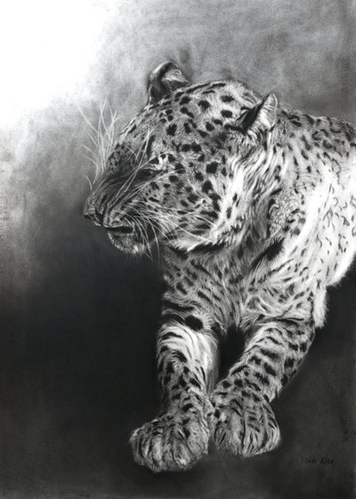 Panthera pardus 2, 2009 (węgiel i conte na papierze Fabriano) autorstwa Odile Kidd
