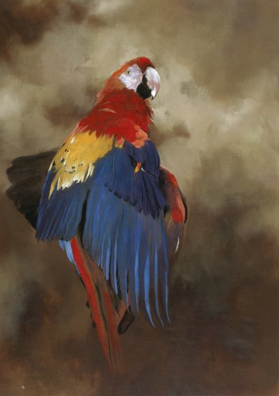 Scarlet Macaw 1, 2000 (akryl na płótnie) autorstwa Odile Kidd