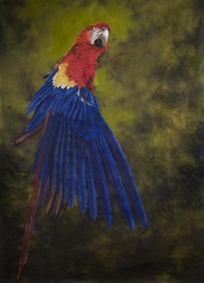 Scarlet macaw 2, 2009 (akryl na płótnie) autorstwa Odile Kidd