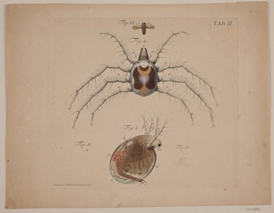 Owady. Tablica II prac zoologicznych autorstwa Odvardt Helmoldt de Lode