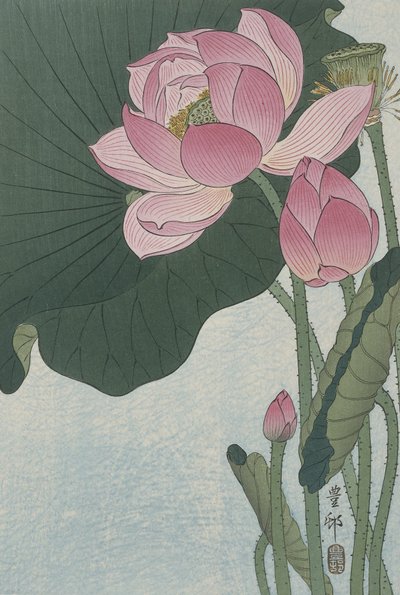 Kwitnące kwiaty lotosu, 1920-30 (kolorowy drzeworyt) autorstwa Ohara Koson