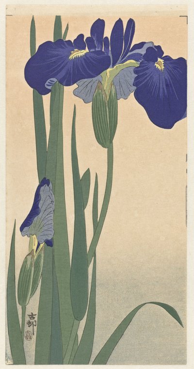 Niebieskie irysy, 1900-30 (drewnodruk) autorstwa Ohara Koson