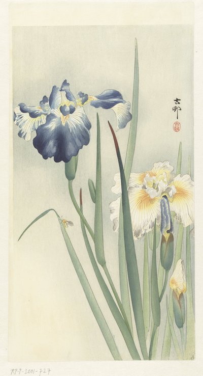 irysy autorstwa Ohara Koson