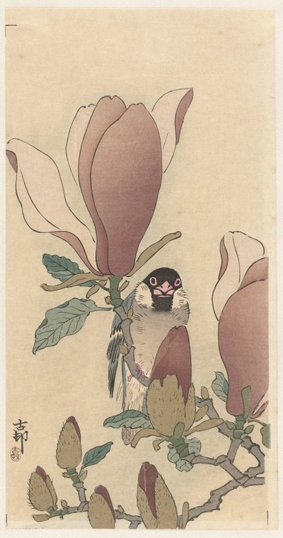 Wróbel na kwitnącej gałęzi magnolii autorstwa Ohara Koson