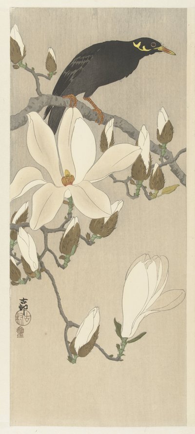 Myna on Magnolia Branch autorstwa Ohara Koson