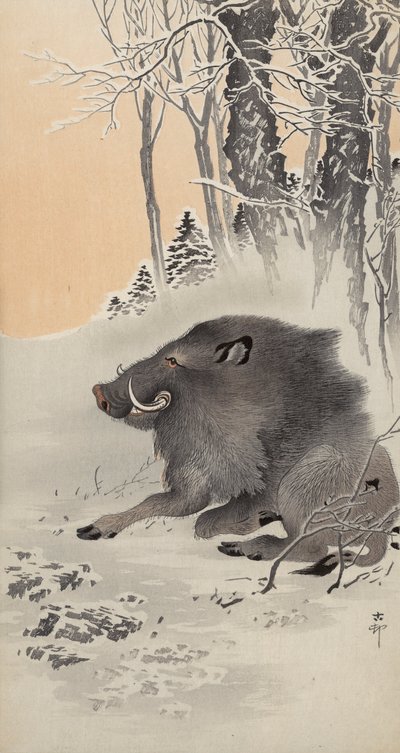Leżący dzik w zaśnieżonym krajobrazie (kolorowy drzeworyt) autorstwa Ohara Koson