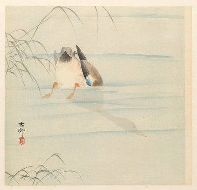 Kaczka krzyżówka, głowa pod wodą autorstwa Ohara Koson