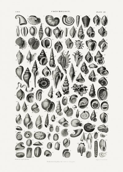 Sealife III autorstwa Oliver Goldsmith