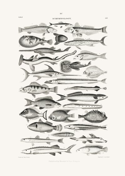 Sealife I autorstwa Oliver Goldsmith