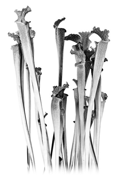 Mięsożerny, 2020 (cyfrowe media mieszane) autorstwa Olivia Gozzano