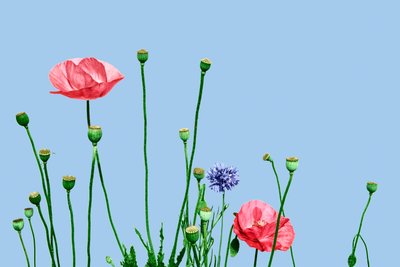 Papaveri rosa, 2019 (cyfrowe media mieszane) autorstwa Olivia Gozzano