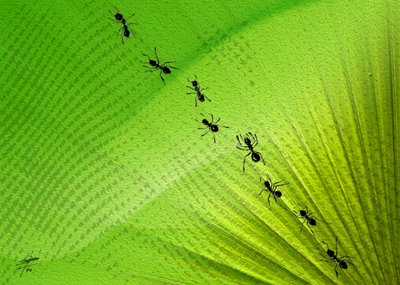 Ślad mrówek z Green Leaf autorstwa Osvaldo Russo