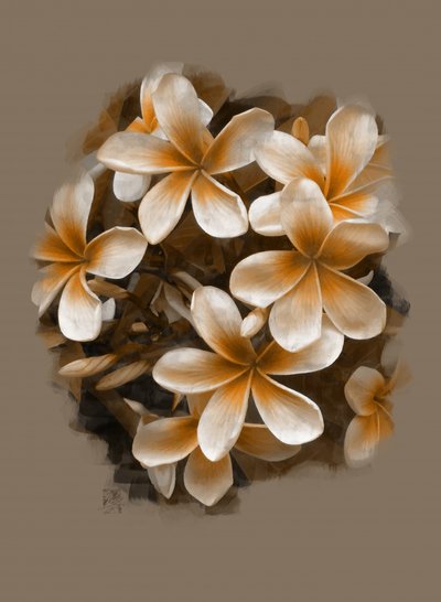 Kwitnące tropikalne plumeria autorstwa Osvaldo Russo
