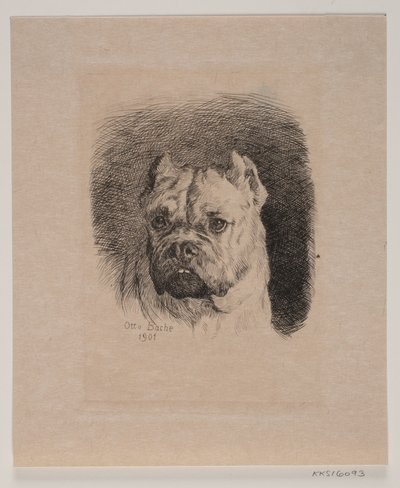 Głowa psa autorstwa Otto Bache