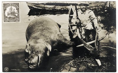 Niemiecki myśliwy z hipopotamem, Niemiecka Afryka Wschodnia, ok. 1910 r. autorstwa Otto Haeckel