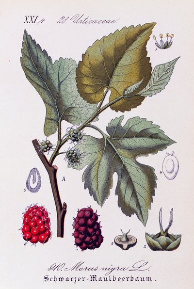 Liście i owoce morwy czarnej (Morus nigra), dzieło Otto Wilhelma Thome (1840-1925) z Flora von Deutschland, Osterreich und der Schweiz (Flora Niemiec, Austrii i Szwajcarii) autorstwa Otto Wilhelm Thome