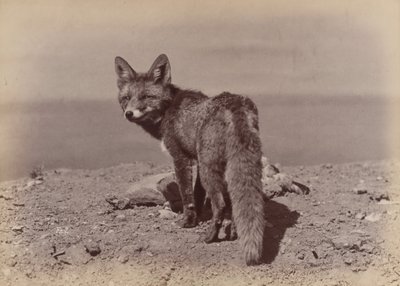 [Lis], 1886. autorstwa Ottomar Anschütz