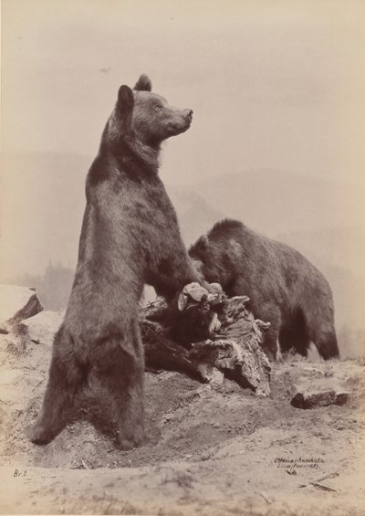 [Dwa Niedźwiedzie], 1889. autorstwa Ottomar Anschütz