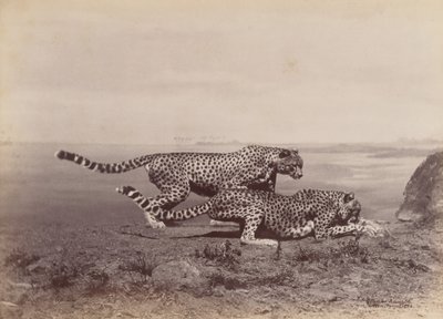 [Dwa Gepardy], 1888. autorstwa Ottomar Anschütz