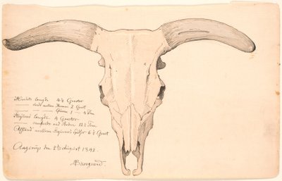 Czaszka krowy. autorstwa P.C. Skovgaard
