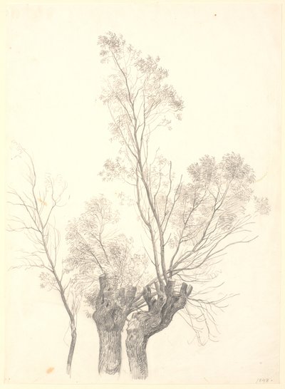 Badanie wierzb karłowatych. autorstwa P.C. Skovgaard