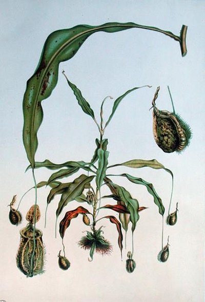 Nepenthes Hookeriana, płyta botaniczna z „Les Promenades de Paris” E. Alphano, grawerowana przez L. Stroobanta, ok. 1867-73 (kolor litho) autorstwa P. (after) Lambotte