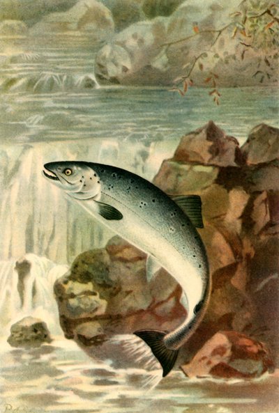 „Łosośowy skok”, 1895, 1943. autorstwa P. J. Smit