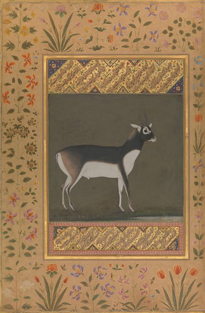 Black Buck, Folio z albumu Shah Jahan, na odwrocie: ca. 1615-20, verso: ca. 1530-50. autorstwa Painting attributed to Manohar