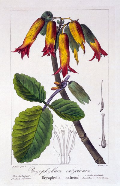 Bryophyllum calycinum, wyd. 1836 autorstwa Panacre Bessa
