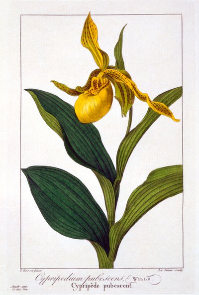 Cypripedium, wyd. 1836. autorstwa Panacre Bessa