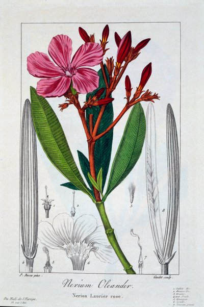 Nerium Oleander, wyd. 1836. autorstwa Panacre Bessa
