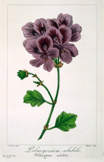 Pelargonia, wyd. 1836. autorstwa Panacre Bessa
