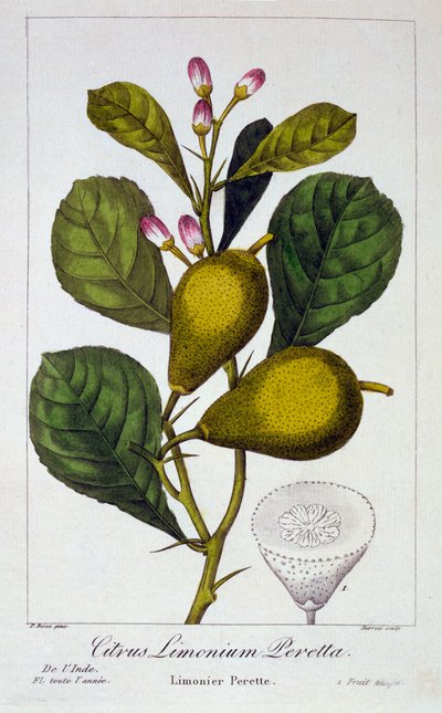 Cytryna Peretta, wyd. 1836. autorstwa Panacre Bessa