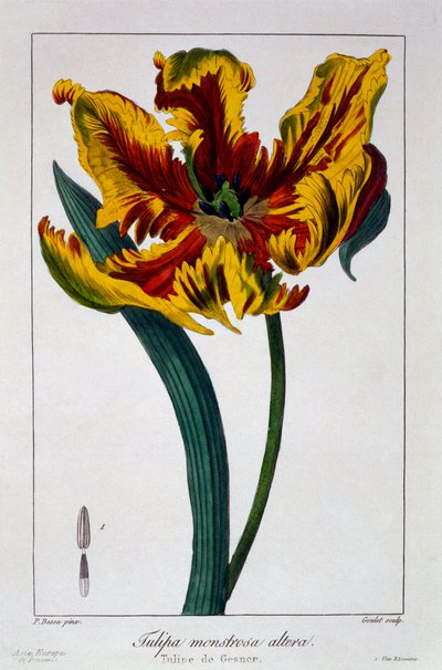 Tulipan „Płonąca papuga”, wyd. 1836. autorstwa Panacre Bessa