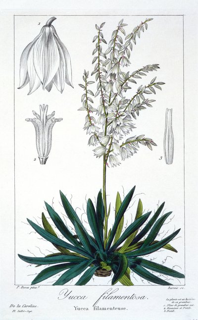 Yucca filamentosa, wyd. 1836. autorstwa Panacre Bessa