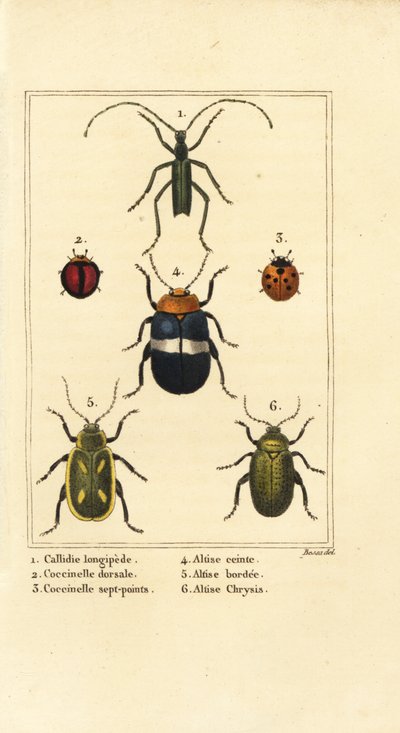 Callidium longipes 1, biedronki, Jauravia dorsalis 2, Coccinella septempunctata 3, pchełki, Altica emarginata 4, Altica emarginata 5 i Altica chrysis 6 autorstwa Pancrace (after) Bessa