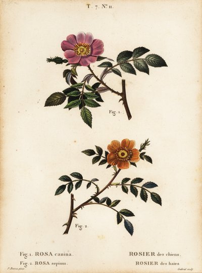 Dzika róża, Rosa canina, Rosier des Chiens 1 i wrzośca drobnolistna, Rosa sepium, Rosa agrestis, Rosier des Haies 2 autorstwa Pancrace (after) Bessa