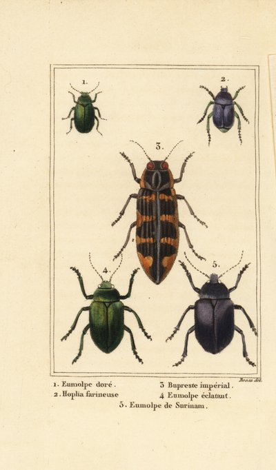 chrząszcz Dogbane , Chrysochus auratus 1 , Hoplia argentea 2 , chrząszcz Banksia klejnot , Cyrioides imperialis 3 , Eumolpus fulgidus 4 i Eumolpus surinamensis 5 autorstwa Pancrace (after) Bessa