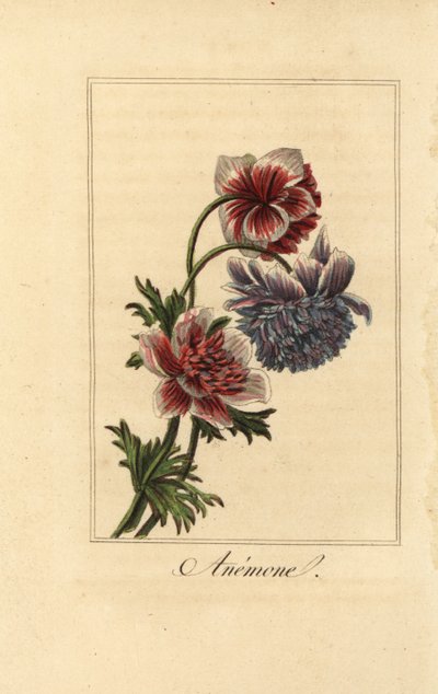Hybrydowy zawilec makowy, Anemone coronaria autorstwa Pancrace (after) Bessa