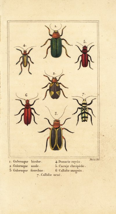 Chrząszcze liściaste, gatunki Galeruca 1, Aulacophora analis 2, Cyclotrypema furcata 3, Donacia vittata 4, kornik płaski, Cucujus clavipes 5, Pyrrhidium sanguineum 6 i Chlorophorus varius 7 autorstwa Pancrace (after) Bessa