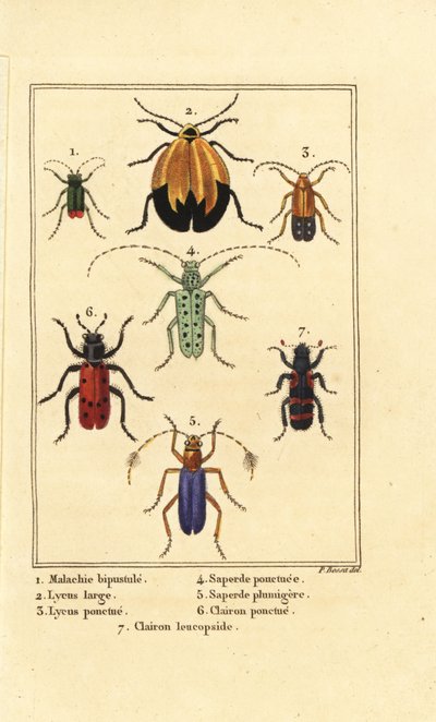 Chrząszcz malachitowy, Malachius bipustulatus 1, chrząszcze siecioskrzydłe, Lycus melanurus 2, Lycus punctatus 3, Saperda punctata 4, gatunki Saperda 5, Trichodes octopunctatus 6 i Trichodes apiarius 7 autorstwa Pancrace (after) Bessa