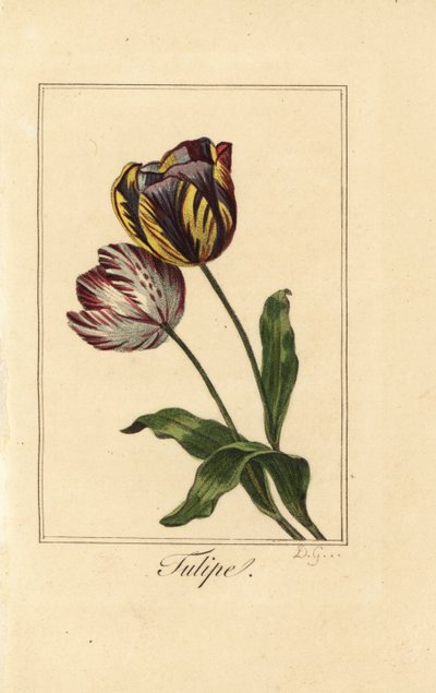 Odmiany tulipana, tulipana, Tulipa gesneriana autorstwa Pancrace (after) Bessa